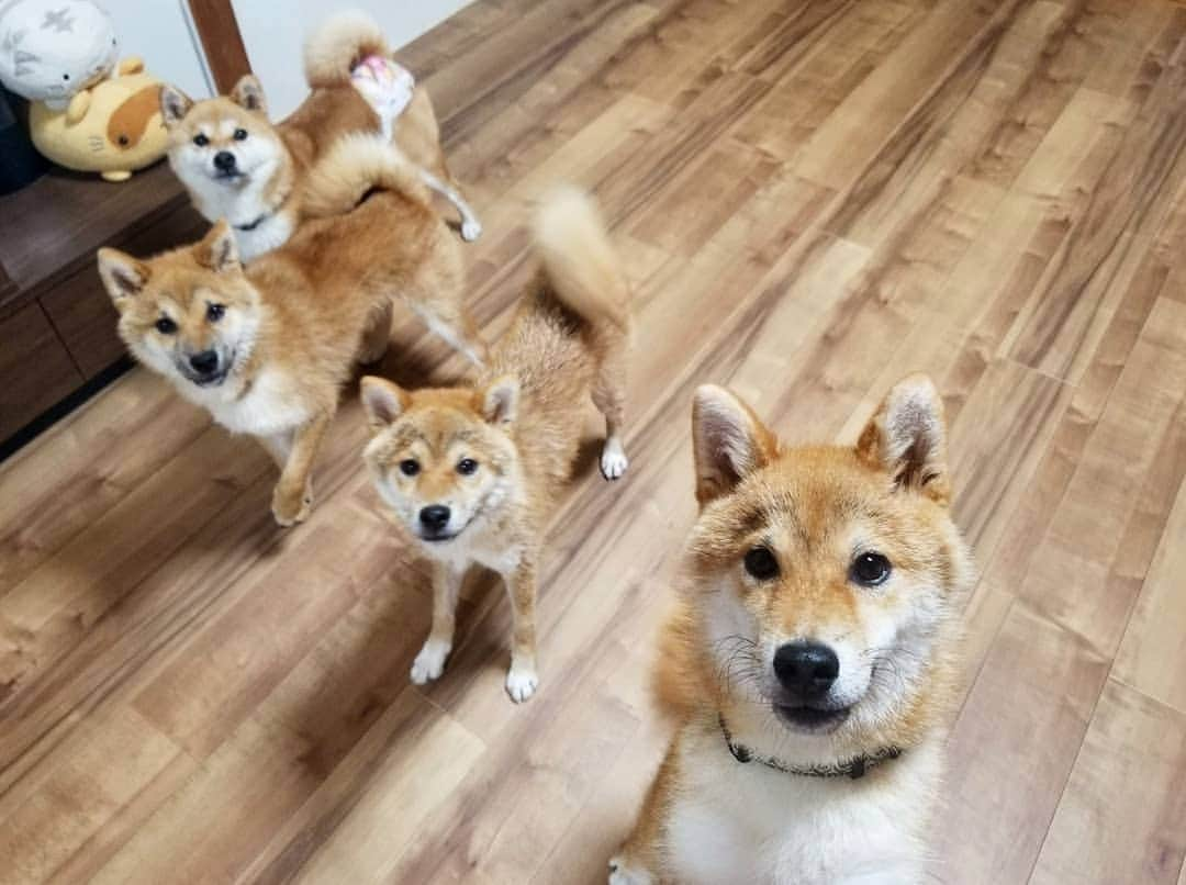 柴犬たま Shibainu Tamaのインスタグラム