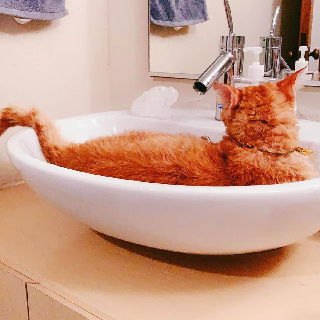 小林ひろ美さんのインスタグラム写真 - (小林ひろ美Instagram)「遊んでアピールが激しいうちの長女ネコ。 私のあとをつけ回し、洗面台を占拠しては 遊び足りない寂しさを表現しています😹」9月3日 12時38分 - hiromi_kobayashi__