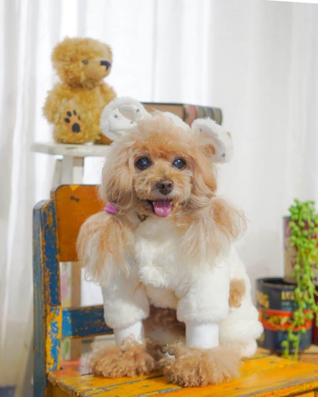 Toypoodle Mikuru?Asakusa Tokyoのインスタグラム