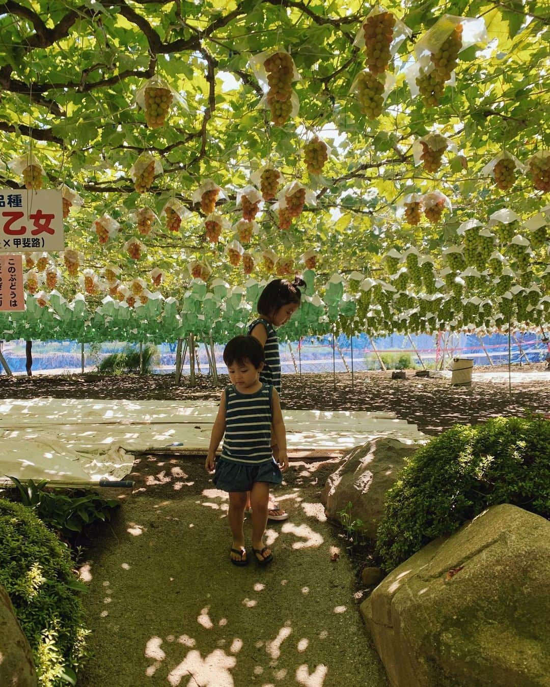 春名亜美さんのインスタグラム写真 - (春名亜美Instagram)「山梨の梶原農園さんにブドウ狩りに行ってきました🍇 ここのぶどうは種類がすごく豊富だし、一粒一粒がすごく大きくて綺麗✨✨✨ 自分達で取ったぶどうを洗ってもらって、その場で食べる美味しさったら、もう最高🥰🥰🥰 息子達は初めてのぶどう狩り🍇 すごく目をキラキラさせてぶどう狩りを楽しんでました☺️ ・ ・ ・ #ぶどう狩り #ブドウ狩り #梶原農園」9月3日 13時13分 - amiharunaami