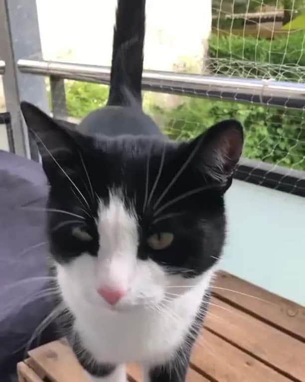 のインスタグラム：「🔈how funny is it when you switch meows for other animal sounds? 😸⠀ ⠀ 📹 @2chaoscats⠀ ⠀ #meowed #meowedofficial」
