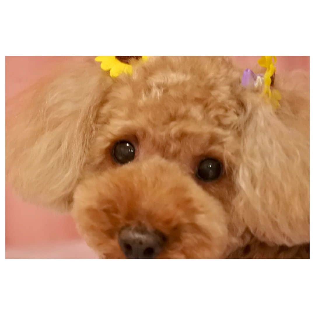 辻野かなみのインスタグラム：「❤︎﻿ ﻿ 美容院に行って﻿ 可愛さが増して帰ってきたくま🧸💓﻿ ﻿ 髪飾りは、ひまわりでした🌻﻿ ﻿ ３枚目は、パソコンいじってたら向こう側から構って欲しそうに見つめて👀きたくま🧸キュン💘﻿ ﻿ ﻿ #mycamera #Nikon #ミラーレス一眼﻿ #愛犬　#ペット　﻿ #instagood #instalike #followme」