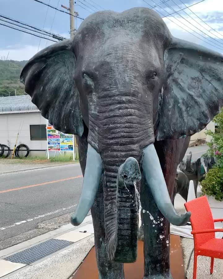 池田真一のインスタグラム：「象バリ風邪引いてる！」