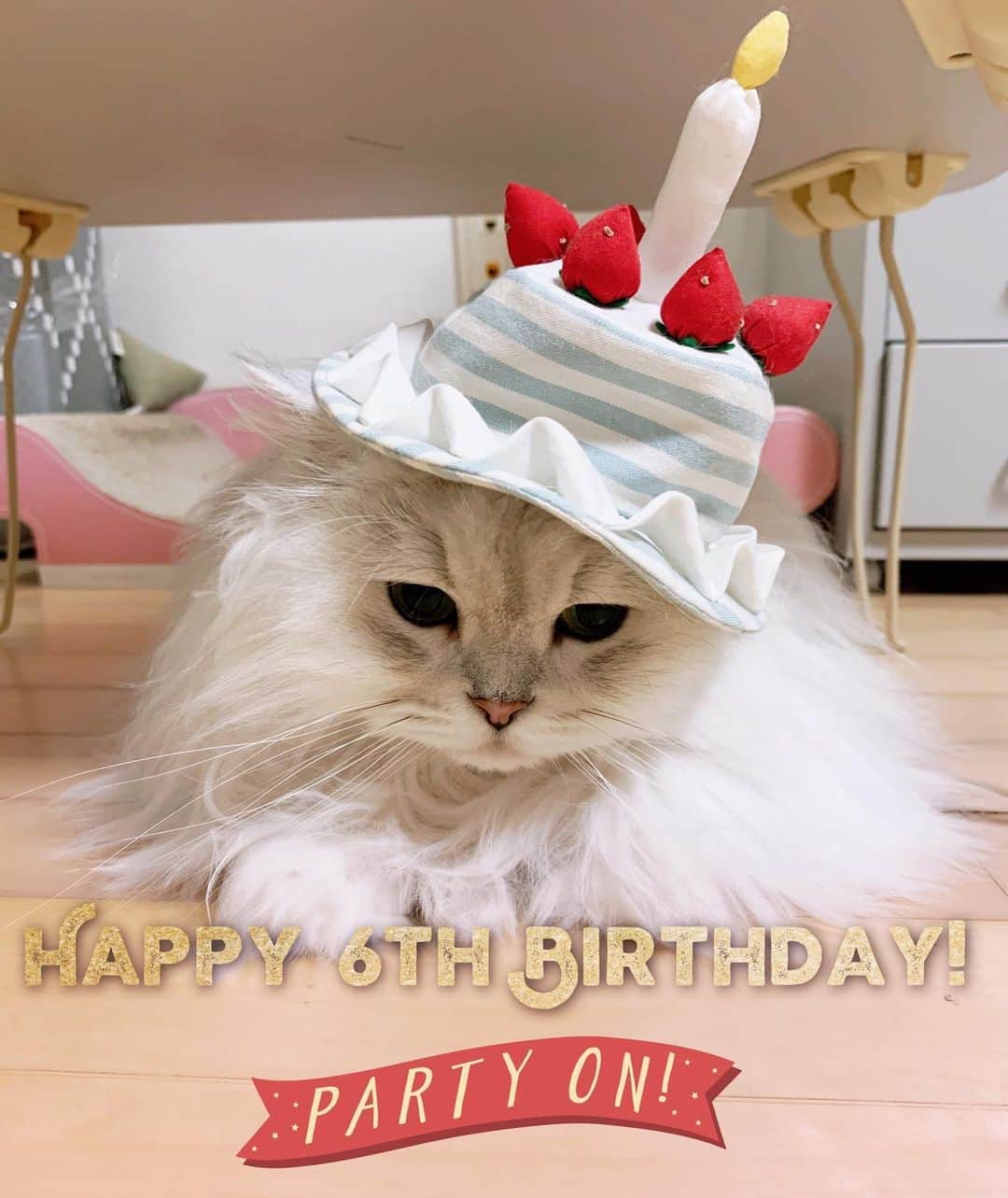 후추네큰언니のインスタグラム：「우리 후추 벌써 6살 ❤️🥳🥳🥳 원래는 어제 생일.. 언니가 까묵어서 오늘  츄카.. 미안해 ㅜㅜ 퇴근길 급 마도로스키친 들러서 이거저거 사고 언니용 케익도 사구 ㅋㅋ조촐한 생일 파뤼 ㅋㅋ 후추는 그딴거 관심없구 맛있는거나 달래요 ㅋㅋㅋㅋ  빨리 사진 찍구 모자 벗겨달래유 ㅋㅋㅋ 축하해주신 분들 감사합니다 🥰 앞으로도 건강하고 행복하게 언니랑 오래오래 살쟈잉 ❤️  #HappyBirthdayHoochu . . . . . #후추  #고양이  #냥스타그램 #캣스타그램  #Hoochu #Hoochuthecat #cat #cats #catstagram #catsofinstagram #topcatphoto #bestmeow #ilovecat #cute #fluffy #petstagram #instacats」