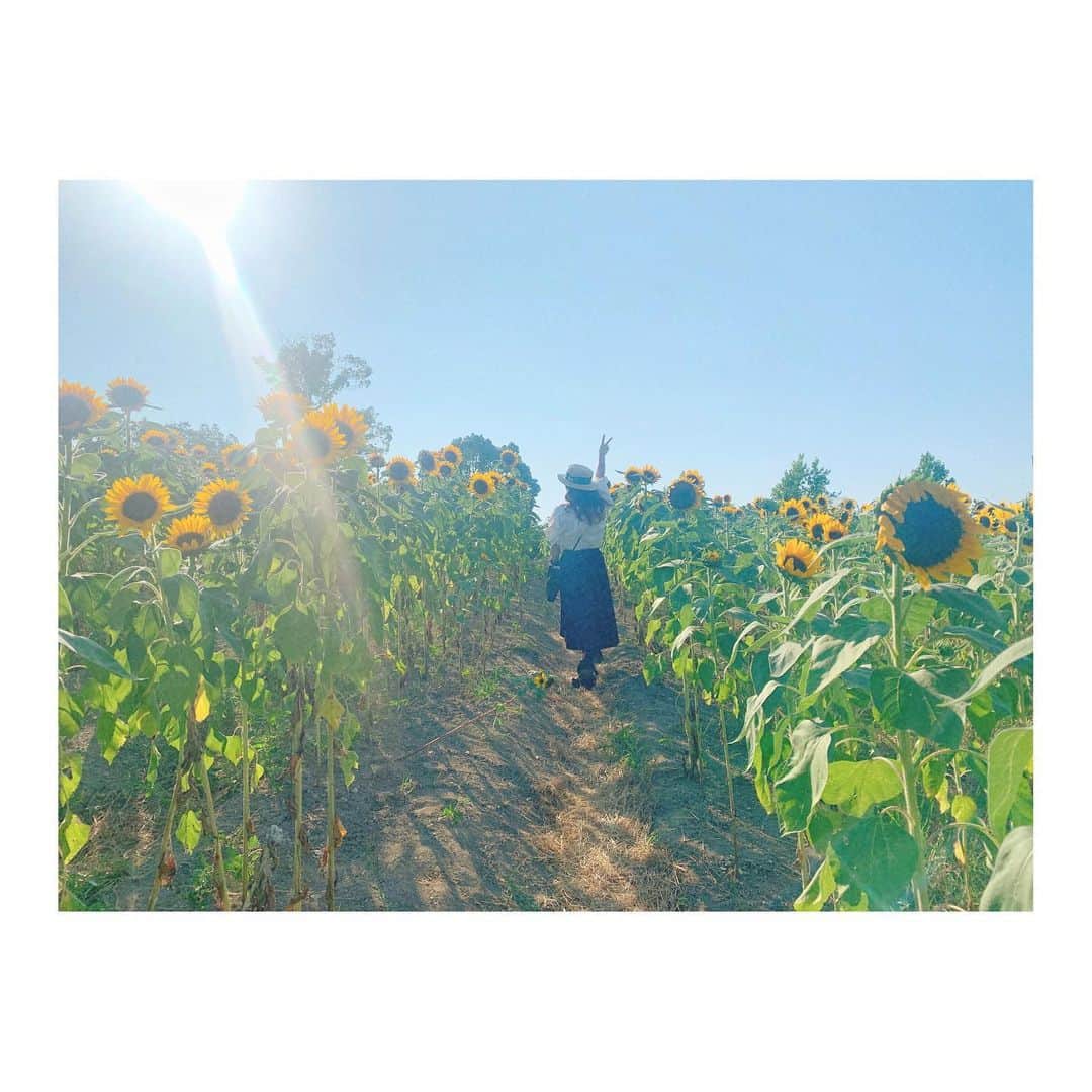 宮崎梨緒さんのインスタグラム写真 - (宮崎梨緒Instagram)「🌻🌻🌻 * もう8月終わったけど まだまだ夏の写真載せる🤭 *  #ひまわり #sunflower #해바라기  #ハーベストの丘  #instagood #얼스타그램  #데일리 #오오티디 #팔로미」9月3日 14時44分 - miyazakirio