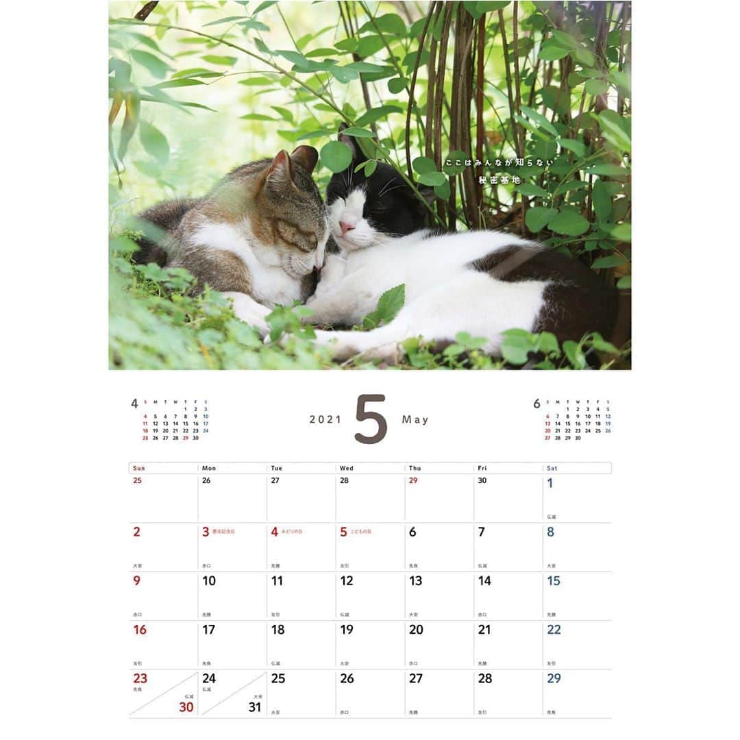 Masayukiさんのインスタグラム写真 - (MasayukiInstagram)「書籍もできそう　よりそい猫♪  2021　よりそい猫カレンダー　壁掛けカレンダー ￥1,650 サイズ: 257mm×364mm   ※　instagramの投稿の都合で上下左右の余白を多めにとっている写真もあります。  （すべての写真） 実際の商品には余白はつきませんのでお気を付けくださいませ。  お気に召すようでしたら、全国の書店やアマゾンなどのオンライン書店にてご予約くださいませ。  ※　 2021年は5種類。」9月3日 14時54分 - okirakuoki