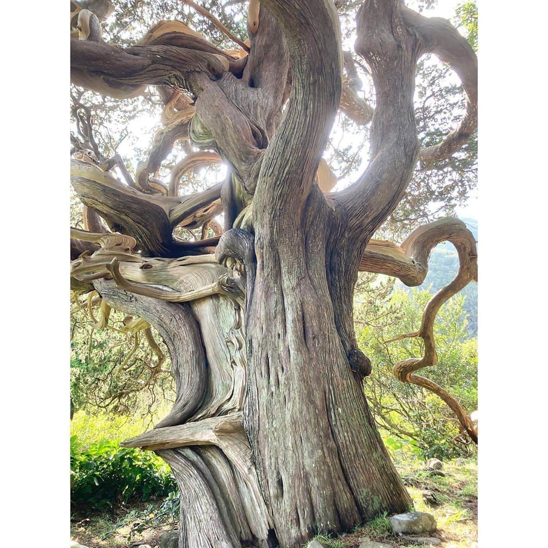 キタキマユのインスタグラム：「秘境のような場所で出会った忘れられない木、ビャクシン🌳✨  あらゆる方向に自由に伸び、ものすごいエネルギーでした🌈✨✨✨  “また会いにきたくなる木” ✨🤲✨  本当にすごいパワー🥰✨✨✨ ありがとうございます🤲💖  #ビャクシン  #圧倒的なパワー #忘れられない  #また会いにきたい  #ありがとうございます 🌈✨ #fullofnature  #kitakimayu #キタキマユ」