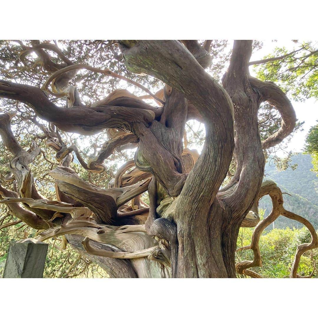 キタキマユさんのインスタグラム写真 - (キタキマユInstagram)「秘境のような場所で出会った忘れられない木、ビャクシン🌳✨  あらゆる方向に自由に伸び、ものすごいエネルギーでした🌈✨✨✨  “また会いにきたくなる木” ✨🤲✨  本当にすごいパワー🥰✨✨✨ ありがとうございます🤲💖  #ビャクシン  #圧倒的なパワー #忘れられない  #また会いにきたい  #ありがとうございます 🌈✨ #fullofnature  #kitakimayu #キタキマユ」9月3日 14時54分 - kitakimayu_official