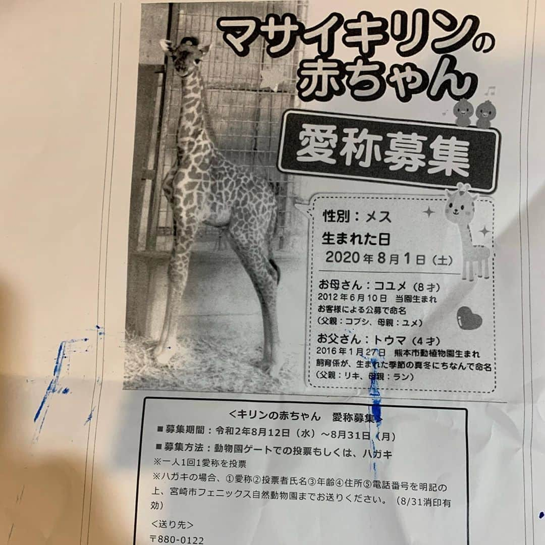 川原豪介さんのインスタグラム写真 - (川原豪介Instagram)「先日の福岡市動植物のキリンの赤ちゃんの名前募集で『ニコ』を送って選ばれました(多数で選ばれたので僕1人だけが選ばれたわけではないです)。 なので調子乗って宮崎市フェニックス自然動物園のキリンの愛称も送りました‼️目立つように名前だけやなくてクレヨンで絵も描きました。絵と字の感じで幼稚園児と間違えられて選ばれますように！ぬんっ！ #ブルーリバー #キリンの赤ちゃん #名前募集 #宮崎市フェニックス自然動物園」9月3日 15時20分 - blueriver_kawa