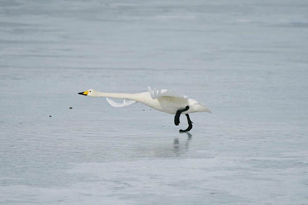 柏倉陽介さんのインスタグラム写真 - (柏倉陽介Instagram)「InPhocus Stories 白鳥のステップ / 柏倉陽介 📷 『白鳥のステップ』 白鳥が優雅に空を飛ぶ姿は容易に想像がつくだろう。しかし、数十メートルの距離を助走しなければならないことはあまり知られていない。水の上も氷の上も、沈むことなく滑ることなく走ることができる。『白鳥の湖』を踊るバレエダンサーのようなステップには無駄な動きが一切ない。 ☆ "The Steps of a Crane" Anyone can imagine a swan flying gracefully through the sky. However, not many know that they have to run dozens of meters to do so. They can run on water and ice without sinking or slipping. There is no wasted movement in their steps, like a ballet dancer in "Swan Lake". . #photography #nature #naturephotography #earthfocus #wildernessculture #natgeo #nationalgeographic #natgeotravel #landscapephotography #discoverearth #landscape #mytravelgram #photooftheday #picoftheday #travelgram #beautiful #life #follow #igers #travel #撮影 #写真 #wildlife」9月3日 16時06分 - yosuke_kashiwakura
