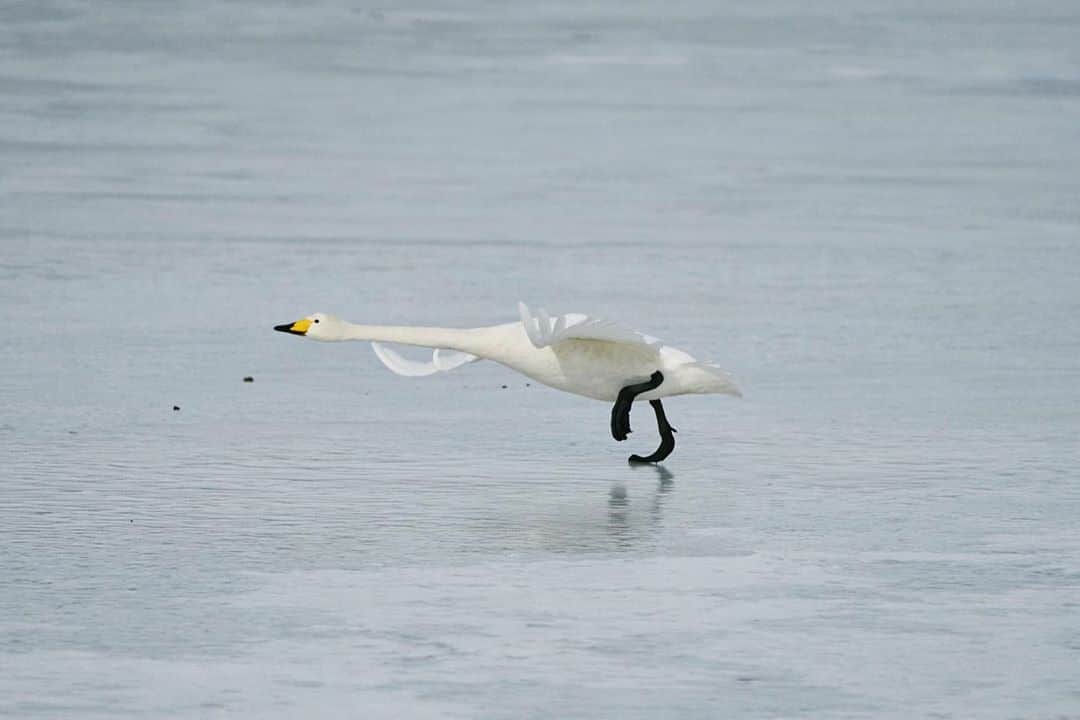 のインスタグラム：「InPhocus Stories 白鳥のステップ / 柏倉陽介 📷 『白鳥のステップ』 白鳥が優雅に空を飛ぶ姿は容易に想像がつくだろう。しかし、数十メートルの距離を助走しなければならないことはあまり知られていない。水の上も氷の上も、沈むことなく滑ることなく走ることができる。『白鳥の湖』を踊るバレエダンサーのようなステップには無駄な動きが一切ない。 ☆ "The Steps of a Crane" Anyone can imagine a swan flying gracefully through the sky. However, not many know that they have to run dozens of meters to do so. They can run on water and ice without sinking or slipping. There is no wasted movement in their steps, like a ballet dancer in "Swan Lake". . #photography #nature #naturephotography #earthfocus #wildernessculture #natgeo #nationalgeographic #natgeotravel #landscapephotography #discoverearth #landscape #mytravelgram #photooftheday #picoftheday #travelgram #beautiful #life #follow #igers #travel #撮影 #写真 #wildlife」