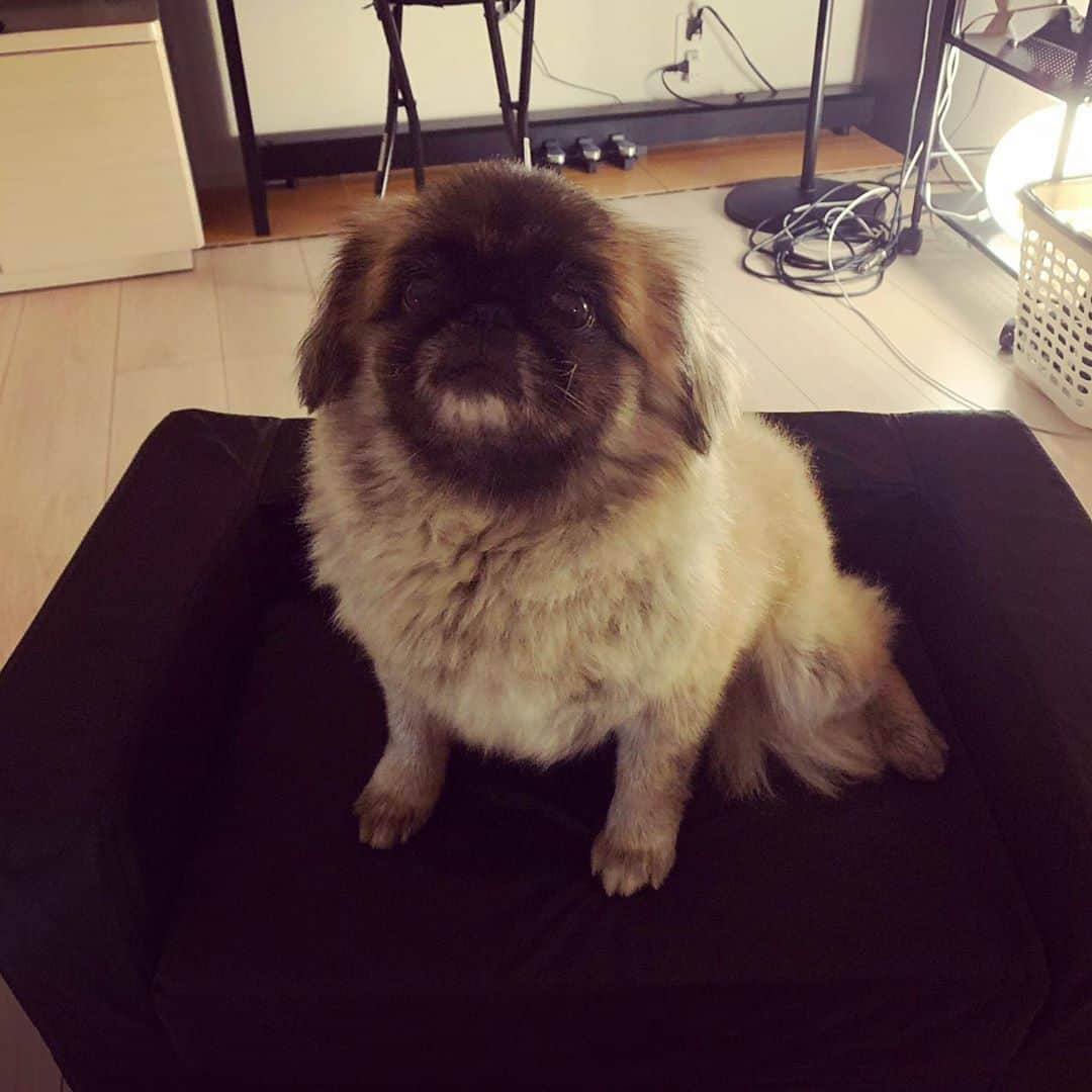 神谷えりさんのインスタグラム写真 - (神谷えりInstagram)「IKEAさんのソファをいただいたあんちゃん 座ってみました  #杏子 #あんこ #保護犬 #ペキニーズ ＃ikeaさんありがとう #ソファ」9月3日 16時30分 - erikamiya