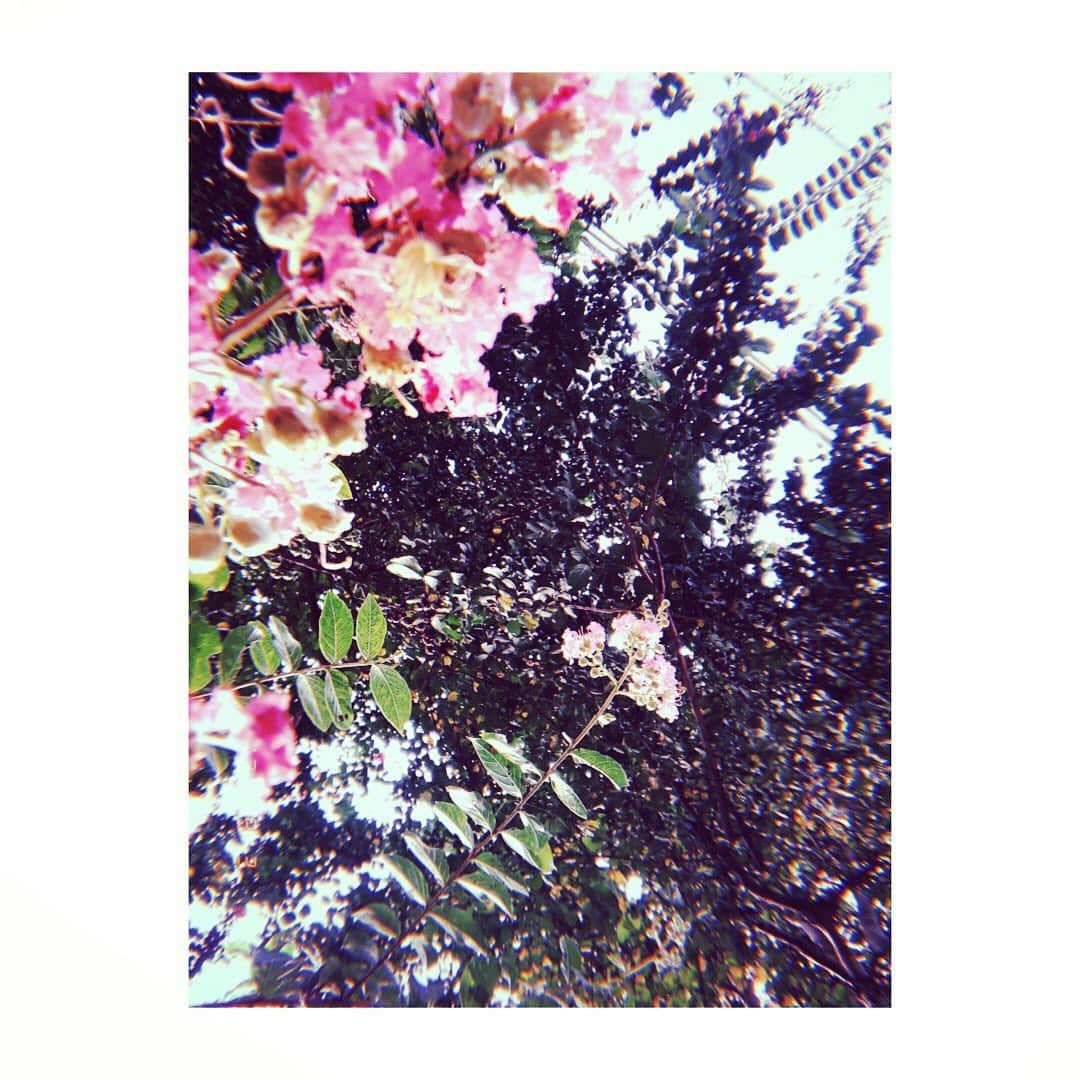 小森真理子さんのインスタグラム写真 - (小森真理子Instagram)「夏の忘れ物」9月3日 16時40分 - mariko_hiki_komori