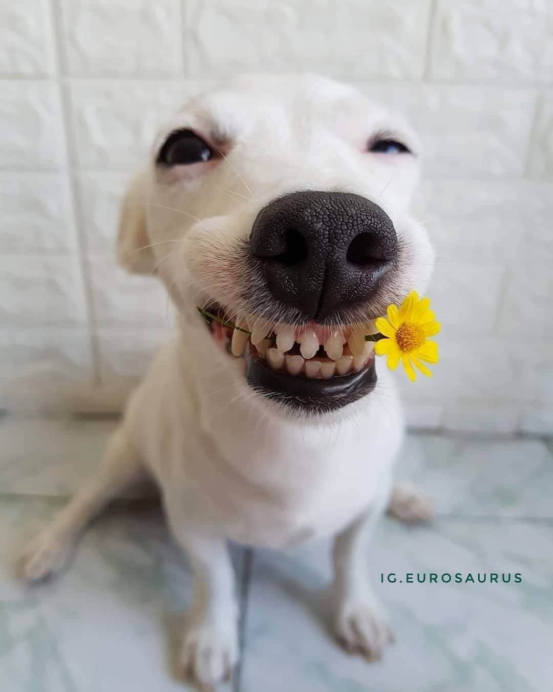 8crapさんのインスタグラム写真 - (8crapInstagram)「Smile while you still have teeth 😁 - 📷 @eurosaurus - #barked #dog #doggo #JackRussellTerrier #JRT」9月3日 17時00分 - barked