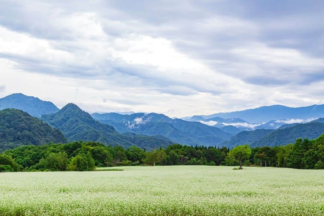 福島県さんのインスタグラム写真 - (福島県Instagram)「【高原のそば畑】  リゾート高原の広大なそば畑から、南会津の山々を眺めます。時折降る驟雨(しゅうう)が山霧を残し、麓に秋の気配を運んできます。  #たかつえそば畑 #南会津町 #南会津地方  #福島県  #minamiaizutown  #fukushima  #traveljapan  #futurefromfukushima  #ふくしまからはじめよう  #新しい生活様式からはじめよう」9月3日 17時16分 - realize_fukushima