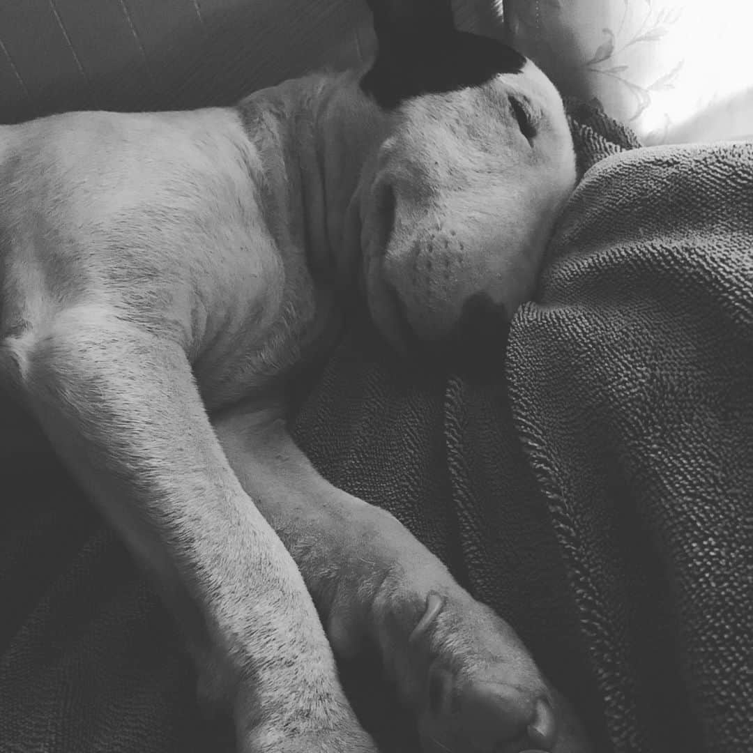 のインスタグラム：「#minituru#bull#terrier#minibullterrier#miniturubullterrier#dog#dogstagram#cute#qtaro#love#family#ミニチュア#ブルテリア#ミニチュアブルテリア#Q太郎」