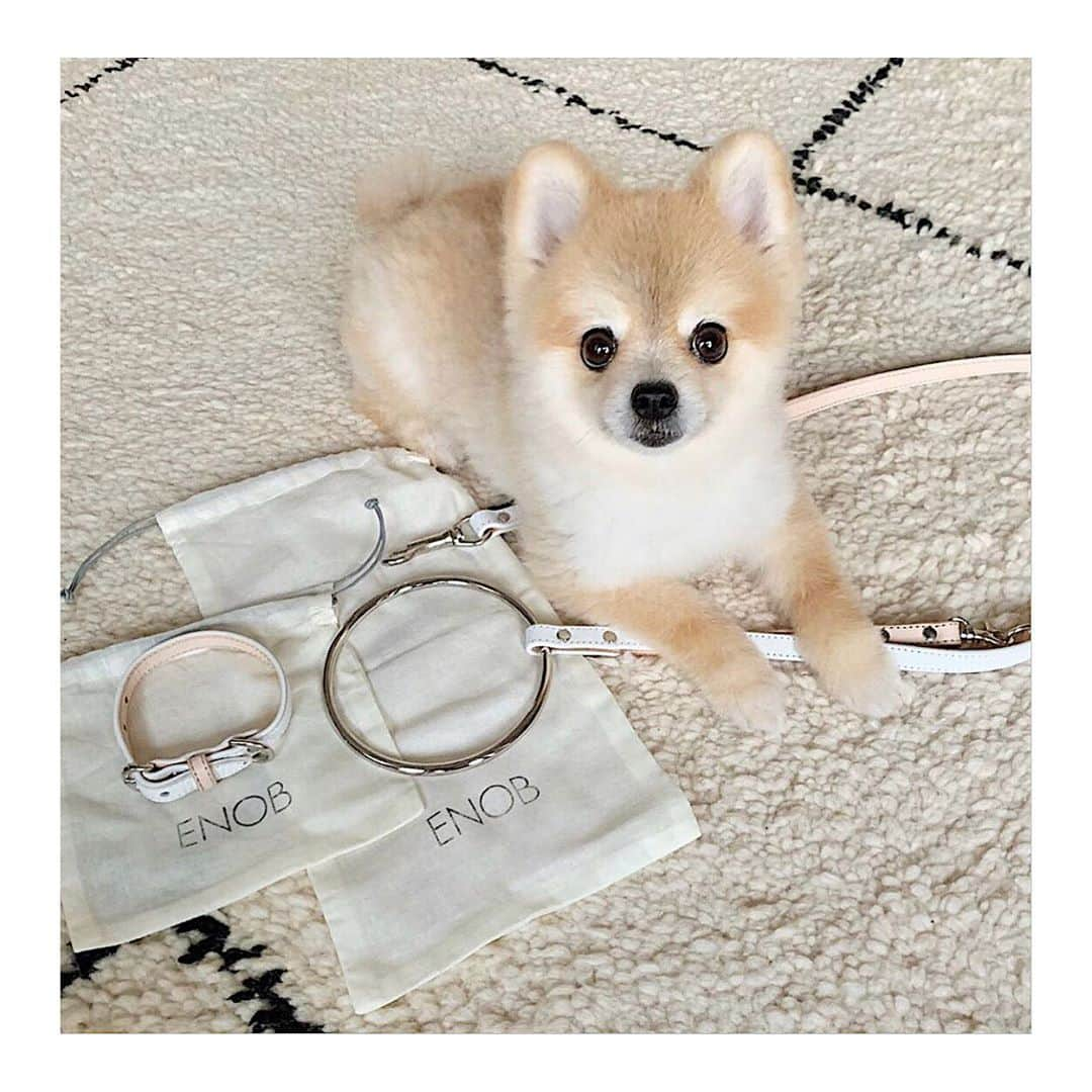 RisaWisteriaのインスタグラム：「@toy125 とお揃いのENOBのリーシュで秋になったらお出かけしたい✨✨  #dog#dogfashion#dogleash#dogcollar#enob#pomeranian#pomeranianworld」