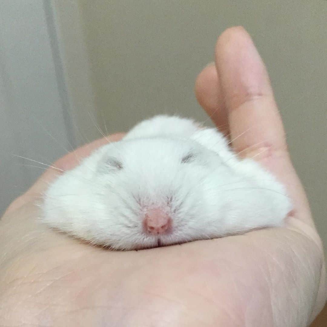 hamster_mocoさんのインスタグラム写真 - (hamster_mocoInstagram)「懐かしの ふぅお餅😂🙌🏼🐹 ･ 抱っこ大好きだったふぅちゃんはお手手に乗せるとすぐブルブル身体をふるわせながらペッタンコになってねむねむしてたね☺️💕🐹🌈 2020.9.3 ･  #ハムスターふぅ#ハムスター#ジャンガリアンハムスター#ジャンガリアン#パールホワイト#パールホワイトジャンガリアン#クリーミーライン#クリーミーラインジャンガリアン#ふわもこ部 #モフモフ#ペット#ハムスタグラム #hamster#djungarian#hamstagram#hammy#happy_pets#PET_OF_OUR_WORLD#igersjp#ig_japan#instapet#weeklyfluff#kawaii#cute#仓鼠#정글리안#햄스터」9月3日 17時56分 - asahi.fl