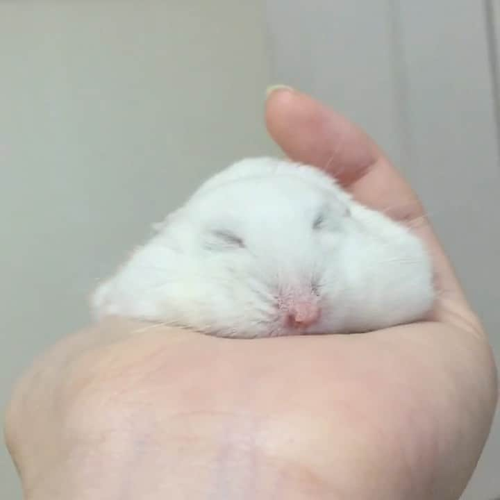 hamster_mocoのインスタグラム