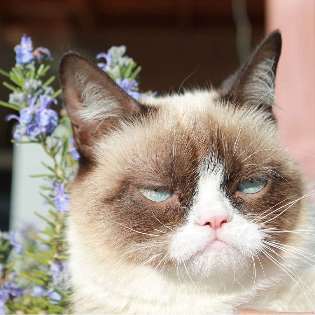 Grumpy Catさんのインスタグラム写真 - (Grumpy CatInstagram)「#grumpycat」9月3日 18時09分 - realgrumpycat