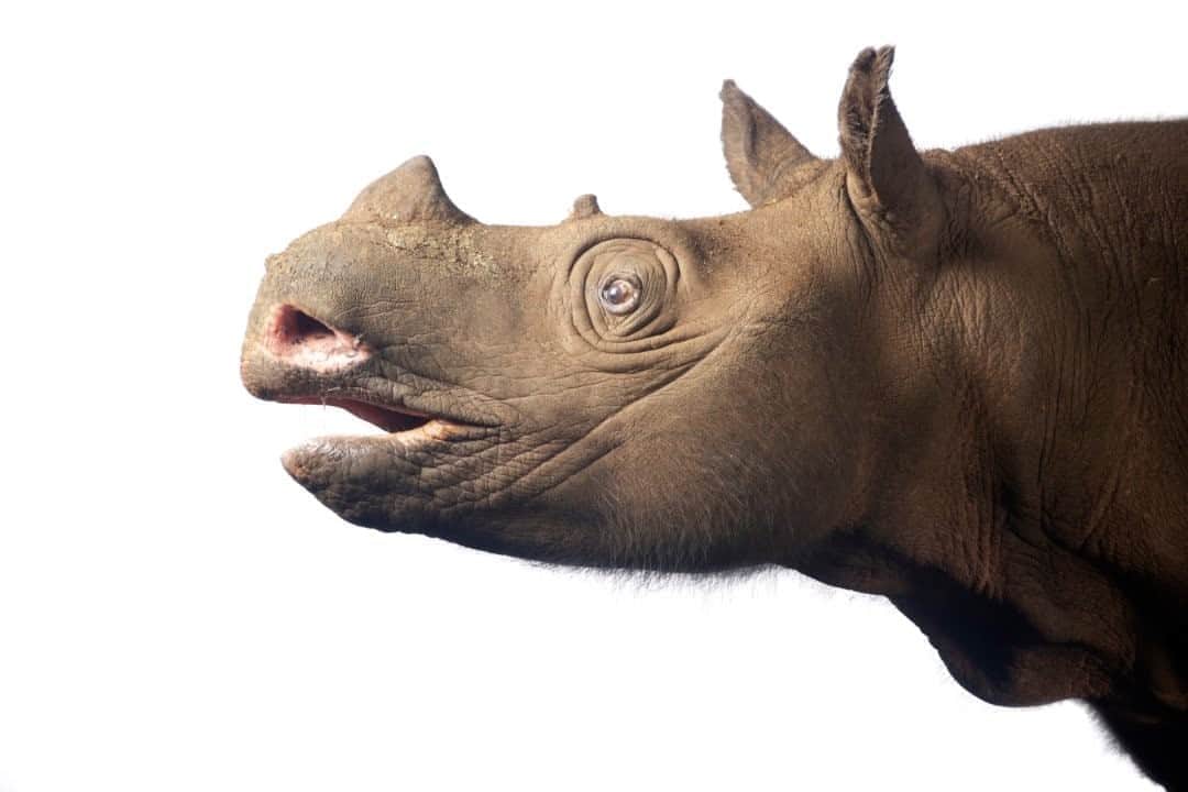 のインスタグラム：「Photo by @joelsartore I In the early 1900s, the Bornean rhinoceros was common throughout its range, but over the course of a few decades this species experienced severe population declines. The 1930s brought about a huge wave of hunting by locals who killed the rhinos, trading their horns with China for use in traditional medicine. This practice drove the rhino to the brink of extinction, and its struggle to survive continues today. Despite studies that have proven that rhino horn has no medicinal value, the market for rhino horn has persisted, and poachers continue to decimate the species’ population. Data indicates that this species is now extinct in east Malaysia and most of Kalimantan, with the remaining population–less than 20 individuals–calling the region of east Kalimantan home. Photo taken at the Sumatran Rhino Rescue Center in Indonesia. To see more species featured in the Photo Ark, follow me @joelsartore. #PhotoArk #savetogether」