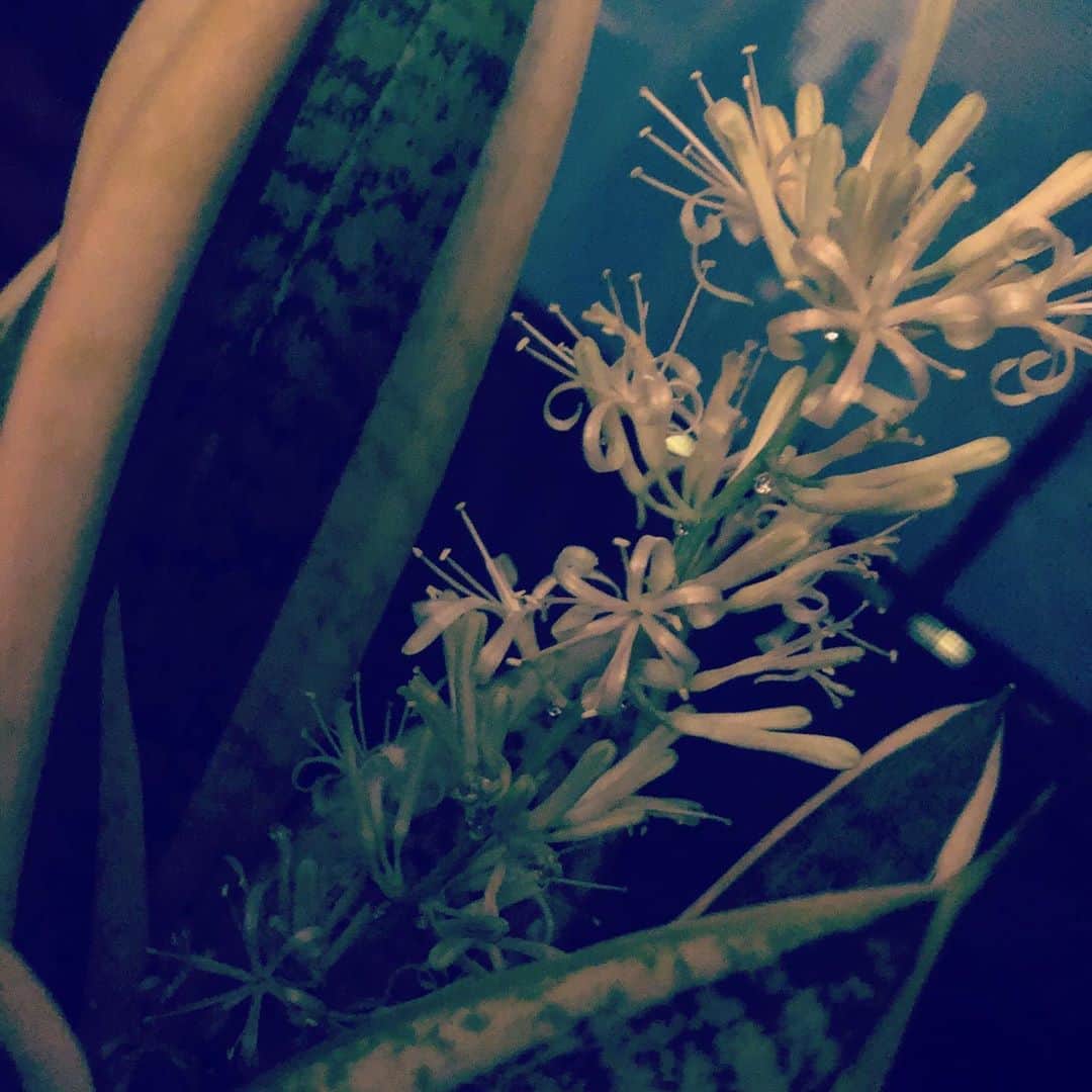 島袋寛子さんのインスタグラム写真 - (島袋寛子Instagram)「– 0時前に寝ますと、このような時間に、元気に目が覚めます。笑。  おはようございます😃。  写真は我が家のサンスベリアさん。  長く一緒にいますが、最近、お花が咲きました！  ちょっと、ベランダに数日だしていたら、ニョキニョキと伸びていらっしゃった。笑。  なとも可愛い白いお花。  そして、香りが、、甘くて、お菓子のような〜、どこかエキゾチックで、上品な香り。  うまく表現できない！笑。  初めて出会ったような香りです✨  サンスベリアさんは空気清浄効果があると母に教わって知っていましたが、お花を咲かせるなんて知らなかったー。  夕方から夜にかけて花がひらくようです。  花言葉は、永久、不滅。 と、調べたら書いてありました。  サンスベリアさんのお花は、あまり頻繁にみることができないようです。  私も、36年目でお初です。笑。  みんなにも！  – – #サンスベリア #観葉植物 #お花 #初めての出会い #空気清浄効果 #よい香り #たくましいこです #とっても魅力的 #美しい #可愛い #愛おしい #ありがとう☺︎」9月4日 3時41分 - hiroko.shimabukuro