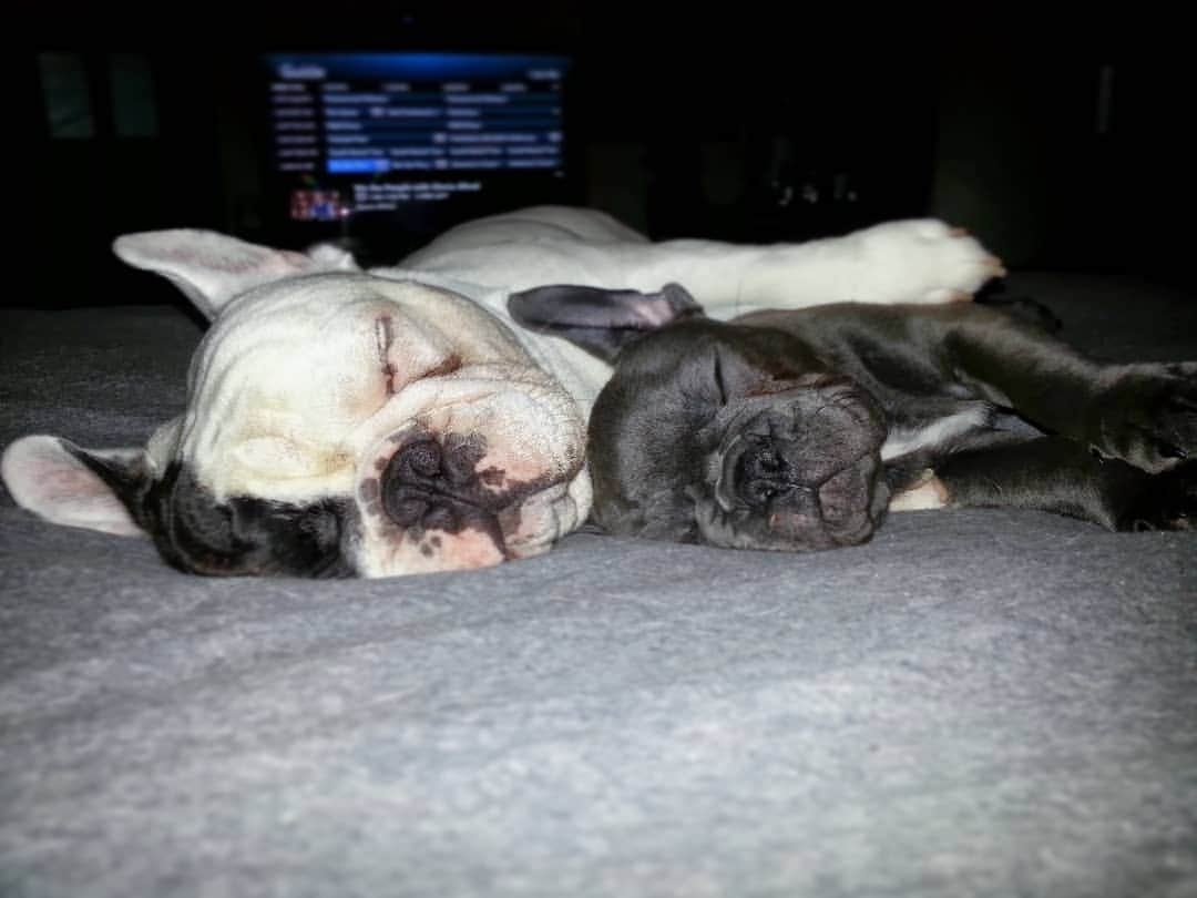 Manny The Frenchieのインスタグラム：「Throwback to @frank_the_funnyfrenchie being smaller than me! ☺️ #tbt」