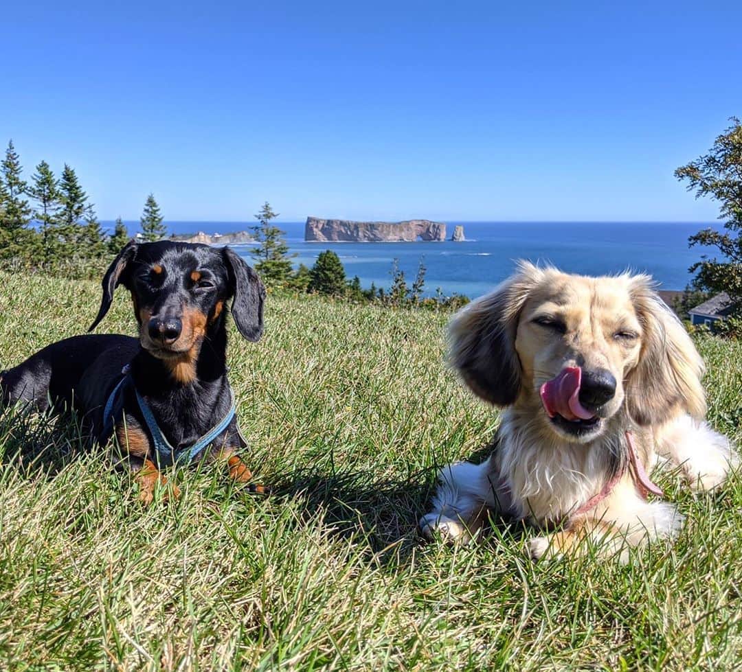 Crusoe the Celebrity Dachshundのインスタグラム：「“Livin’ our best life. Do you know where we are?” ~ Crusoe」