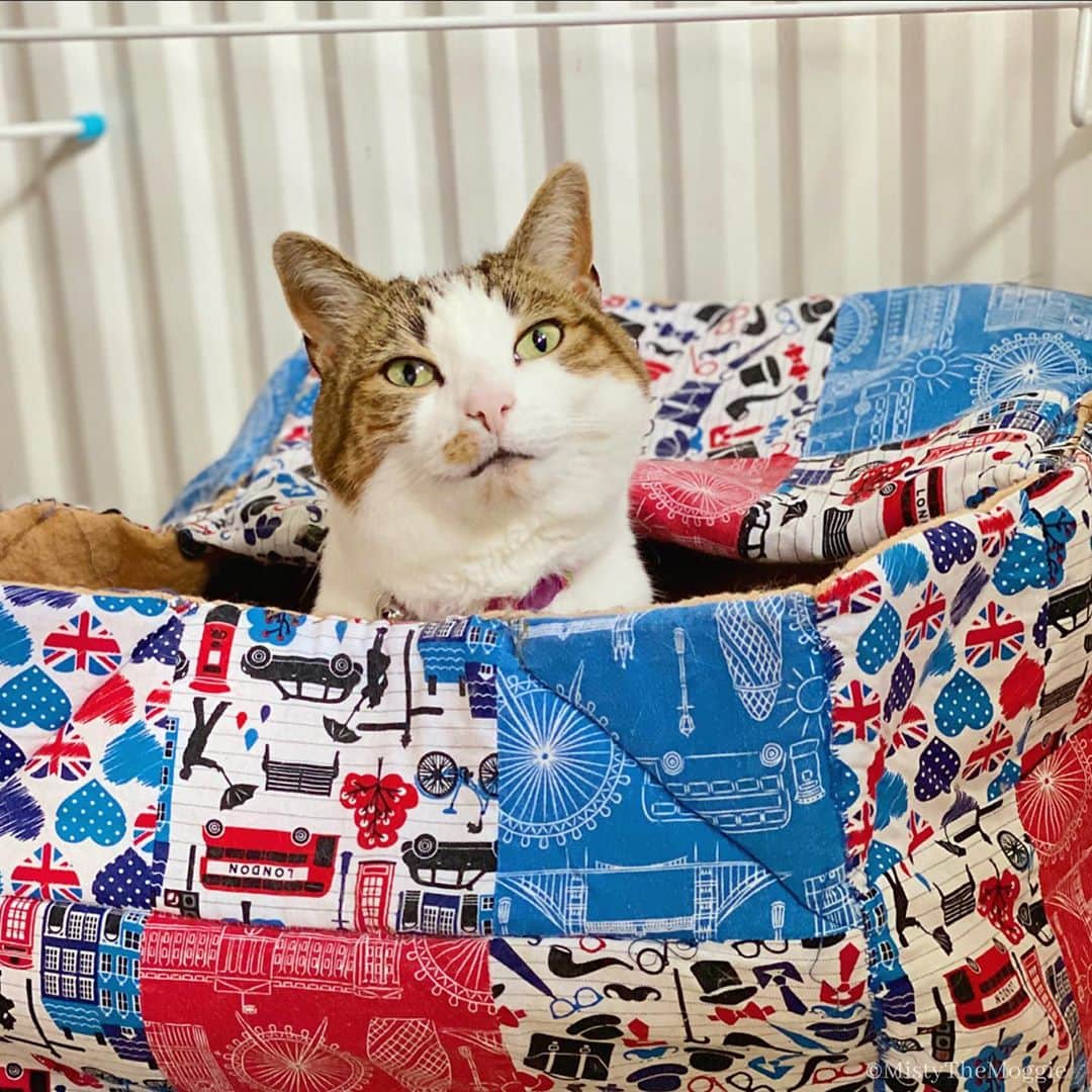 Misty The Moggieのインスタグラム：「Jack in the box or cat in the box?? 📦」