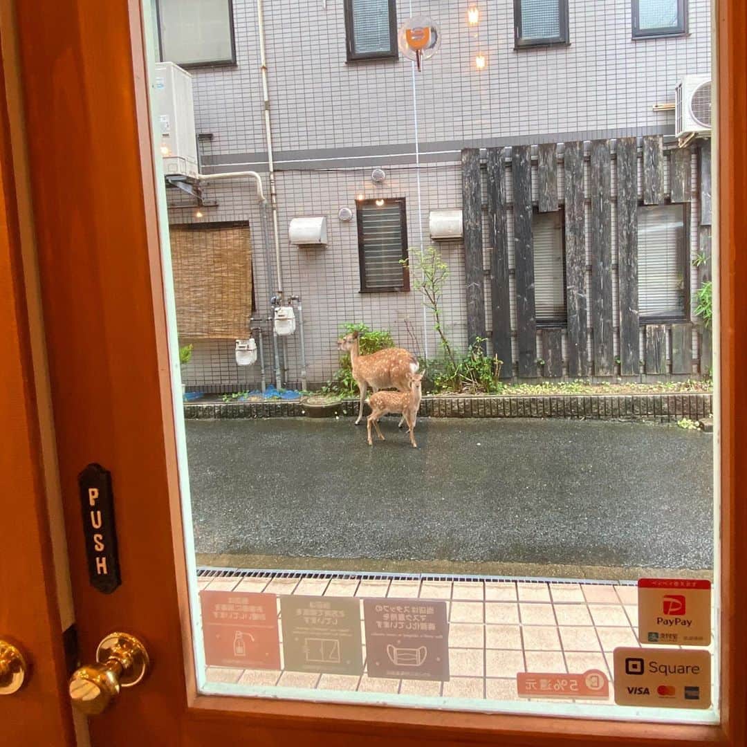 上野貴穂さんのインスタグラム写真 - (上野貴穂Instagram)「.﻿ 鹿の親子発見🦌﻿ ﻿ #奈良 #鹿﻿ #ドア」9月3日 20時26分 - kiho_ueno