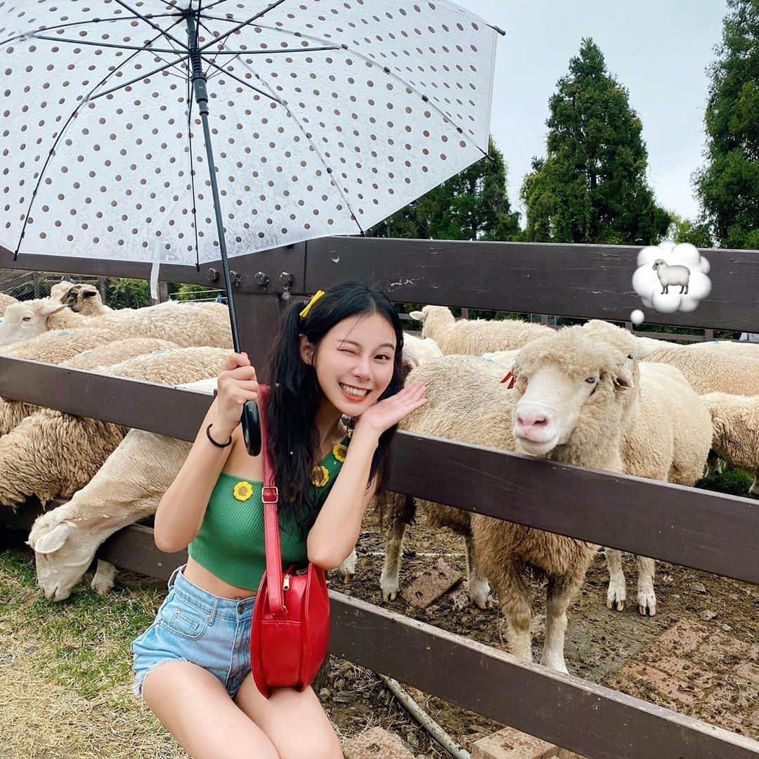 張香香のインスタグラム：「逮到機會和🐑合照😝 好想去動物園哦～🥺 印象中好像幼稚園還國小去過就沒了 之前和朋友約說想去說到現在也過了四年了吧😂 不知道哪天會成行😀 #好想看狐獴和樹懶🦥 #還有企鵝🐧」