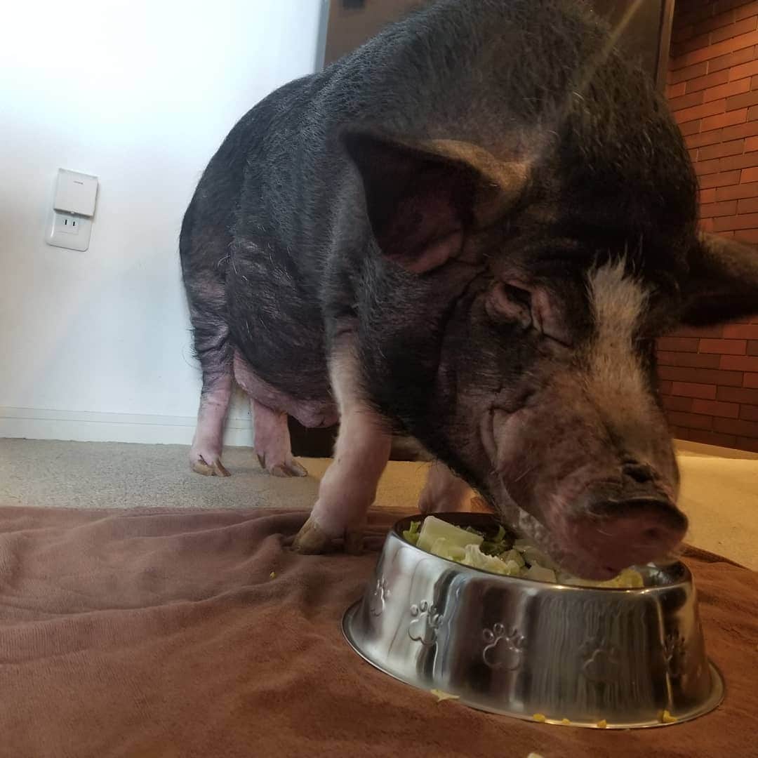 のインスタグラム：「食事中のセブン🐽😊 #セブン #ミニブタ」