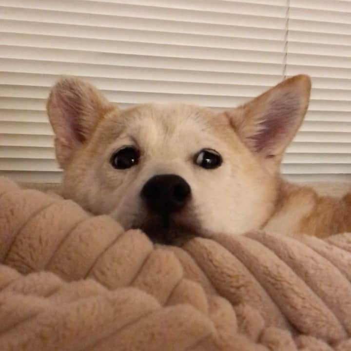 柴犬リリコのインスタグラム：「ネムネムのお時間です😴 #うちの子が可愛いすぎる #ちょい白目」