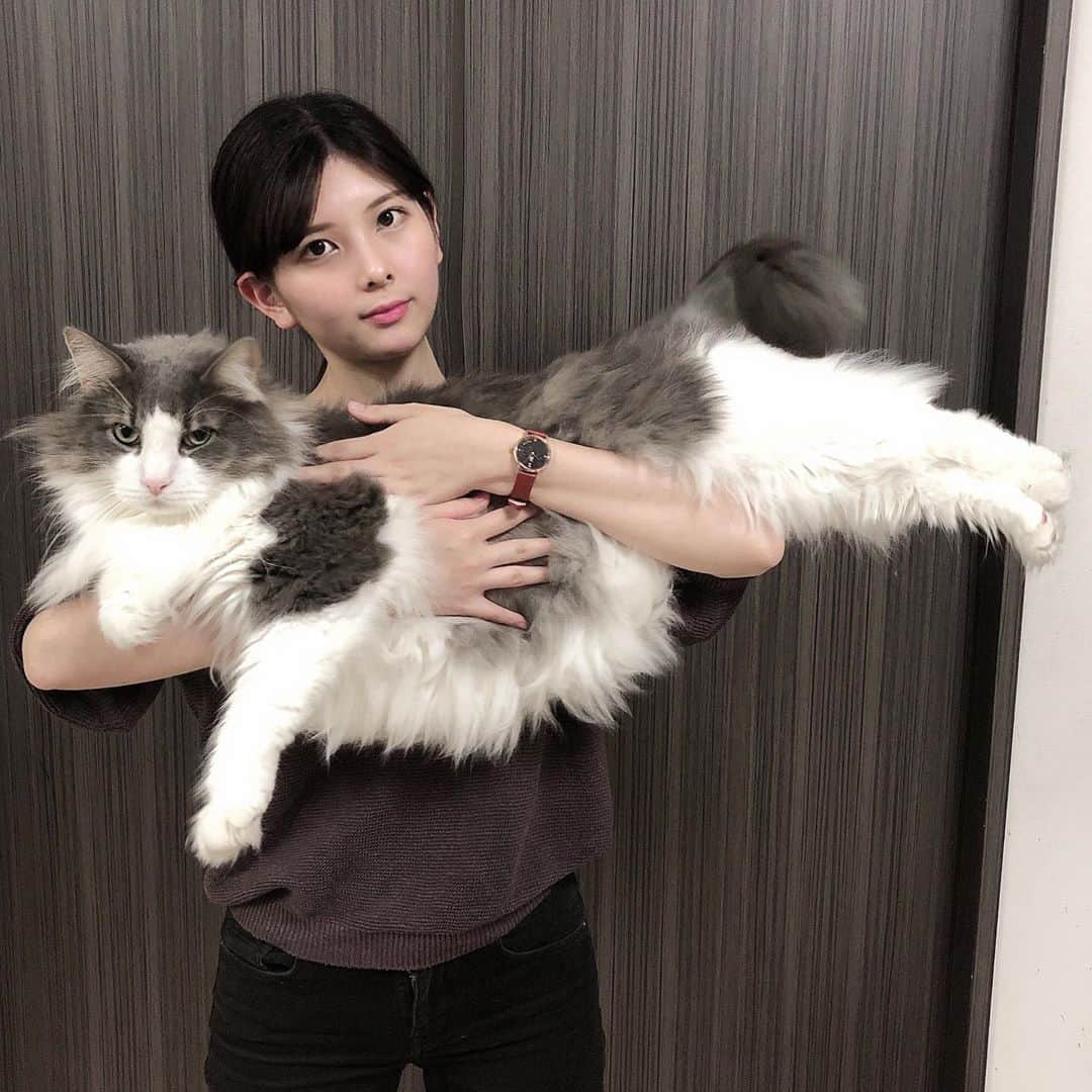 のインスタグラム：「9月になりましたが、まだまだ暑いですね💦 週末以降に台風10号が過去最強クラスの勢力で沖縄や九州に接近するおそれがあるそうなので、沖縄～九州地方の方はどうかお気をつけ下さい🙇‍♀️  今日の素敵な腕時計ですが、ハワイの星空をイメージした文字盤がキラッキラ綺麗で可愛い  #liakulea ( @liakulea_japan )⌚✨これからの季節にも大活躍しそうな深い赤いベルトをチョイスしました🥰秋冬のコーデにもピッタリです👍 カラーが豊富でどれも凄く可愛いので、是非チェックしてみて下さいね💕( @liakulea_japan ) クーポンご使用で10％OFFになります‼️10％割引クーポンコード⇒【 rererhz 】(2021年8月26日まで有効です) ☆.。.:*・°☆.。.:*・°☆.。.:*・°☆.。.:*・°☆.。.:*・°☆.。.:*・°☆.。.:*・°☆。 #リアクレア #時計 #腕時計 #liakulea #ハワイ #手元倶楽部 #キャスバル #norwegianforestcat #ラグドール #ragdoll #ねこ #猫 #cat #cats #catlover #catstagram #catsofinstagram #耳毛祭」