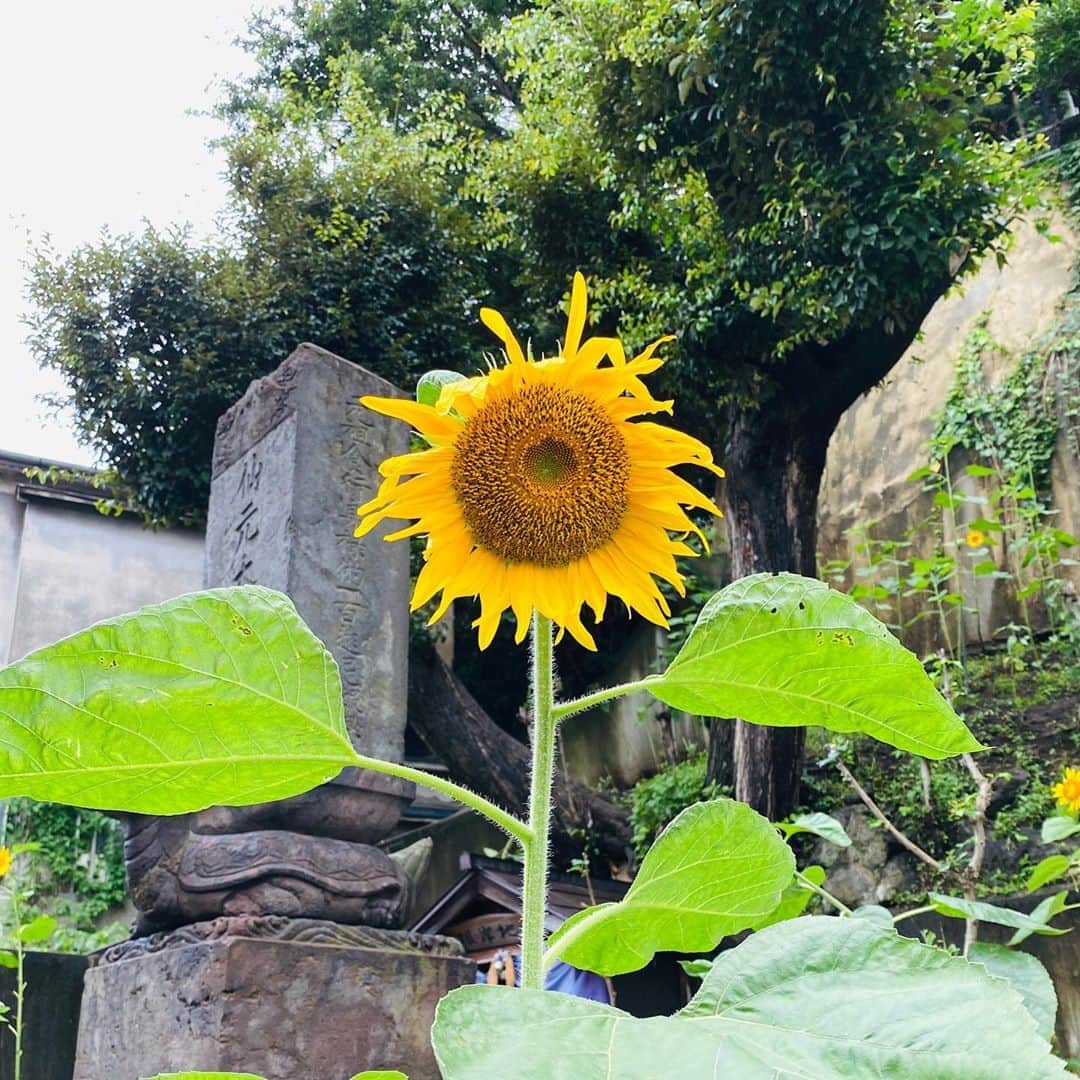 佐藤尚之のインスタグラム：「この夏は、RUNしながらずいぶんと木や花を知った夏だったのだけど、とはいえやっぱりひまわりは別格。  ただ、最近は盛りを過ぎてちょっと謙虚になった感じのひまわりが好き。年齢かな。  孤高にすくっと、哀しみを湛えて立っている。  美しいなと思う。」