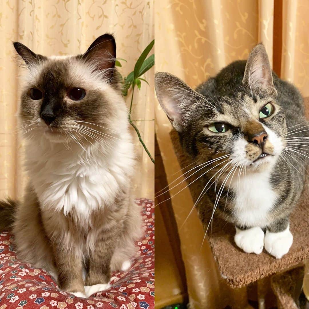 takegaeruのインスタグラム：「ワレ キカンセリ  ようやく帰ってこれました😭  #cat #猫 #ragdoll #ラグドール #ホワイトポッチーズ #よもねこ #よもぎねこ #キジトラ #きじとら」