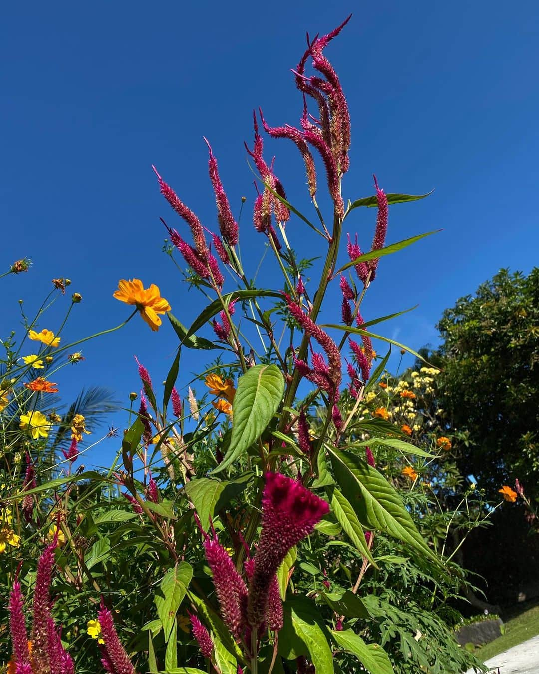 Inka Williamsさんのインスタグラム写真 - (Inka WilliamsInstagram)「La beauté du jardin à la maison」9月3日 21時39分 - inkawilliams