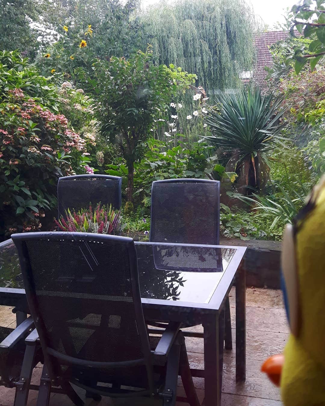 Little Yellow Birdさんのインスタグラム写真 - (Little Yellow BirdInstagram)「Oops. Spoke too soon... #littleyellowbird #tweety #tweetykweelapis #adventures #yellow #bird #rain #rainyday #regen #september #summer #garden #clouds #cloudysky #grey #stuffedanimalsofinstagram #plushiesofinstagram」9月3日 21時51分 - tweetykweelapis
