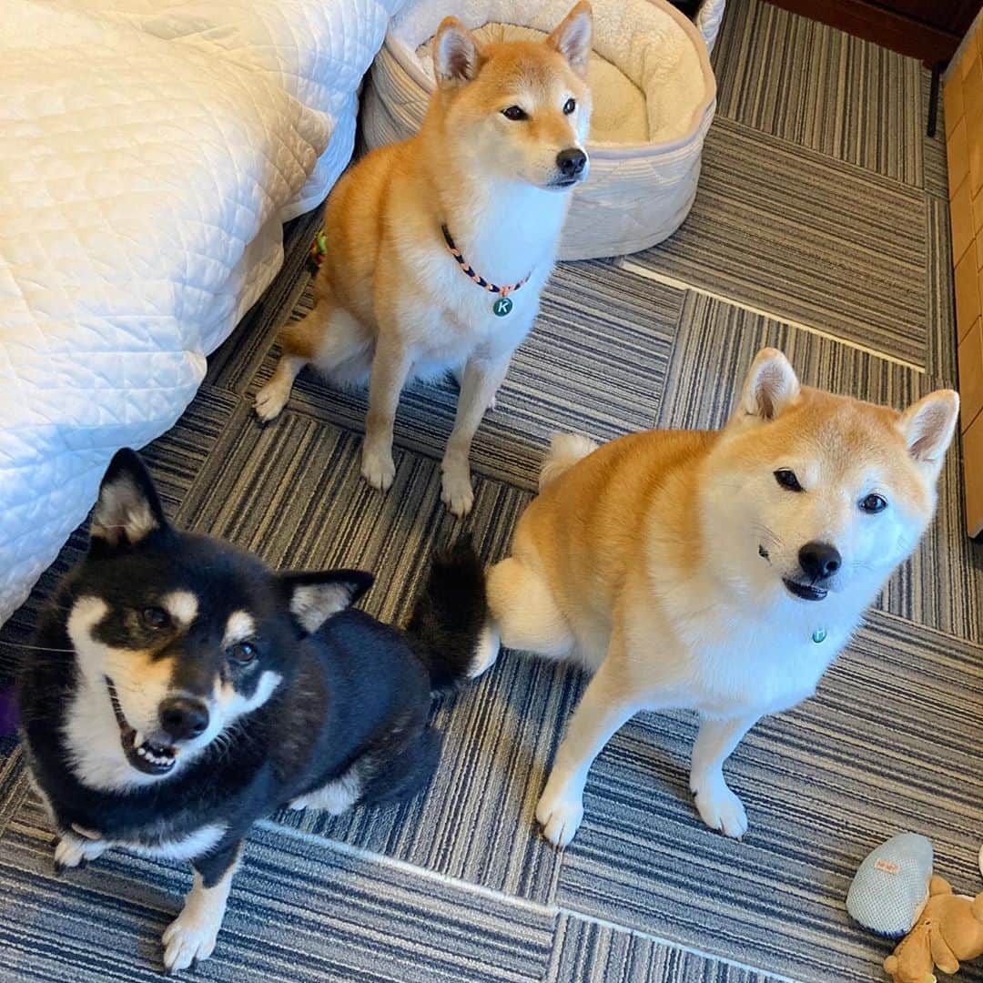 vo_coのインスタグラム：「🐕🐕🐕 2ヶ月ぶりの #ころはるこた もう少し涼しければ一緒にお散歩できたんたけどな 今週の天気は読みにくかった… はる、また少し樽化してたぞw * #shibastagram #instashiba #shiba #shibainu #黒柴 #柴犬」