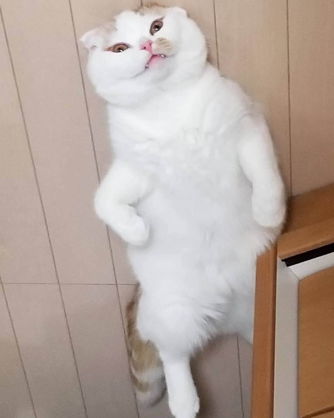 のインスタグラム：「どう？立ってるみたいには…見えへんわな😅」