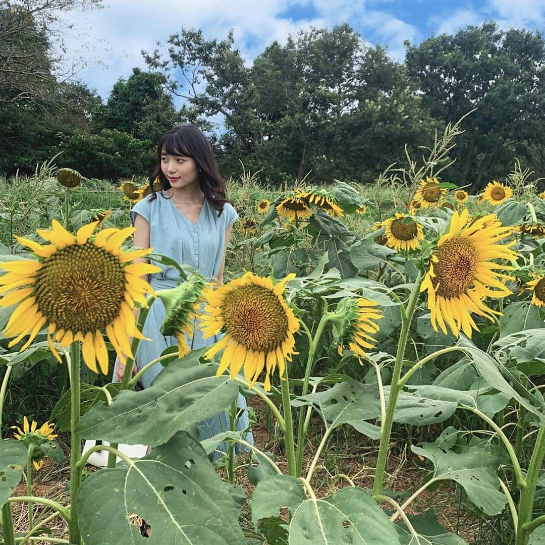 山田麻由さんのインスタグラム写真 - (山田麻由Instagram)「.﻿ ﻿ ﻿ ﻿ ﻿ 学生生活最後の夏の思い出にひまわり畑に行ってきた🌻❤︎﻿ ﻿ ﻿ ﻿ ﻿ 最後の最後に行きすぎてひまわりめちゃくちゃ下向いてたけど(笑) 最後に夏っぽいことできてよかった✨﻿ ﻿ ﻿ ﻿ ﻿ ちなみに友達の服にイモ虫ついて 私が取るのに2人で大絶叫したのが1番の思い出です🐛(笑)﻿ ﻿ ﻿ ﻿ ﻿ ﻿ ﻿ ﻿ #ひまわり畑#ひまわり#sunflower#撮影#撮影モデル#被写体#サロンモデル #サロモ #ポートレート#ポートレートモデル#ポートレート女子」9月3日 22時08分 - mayu_yamada_