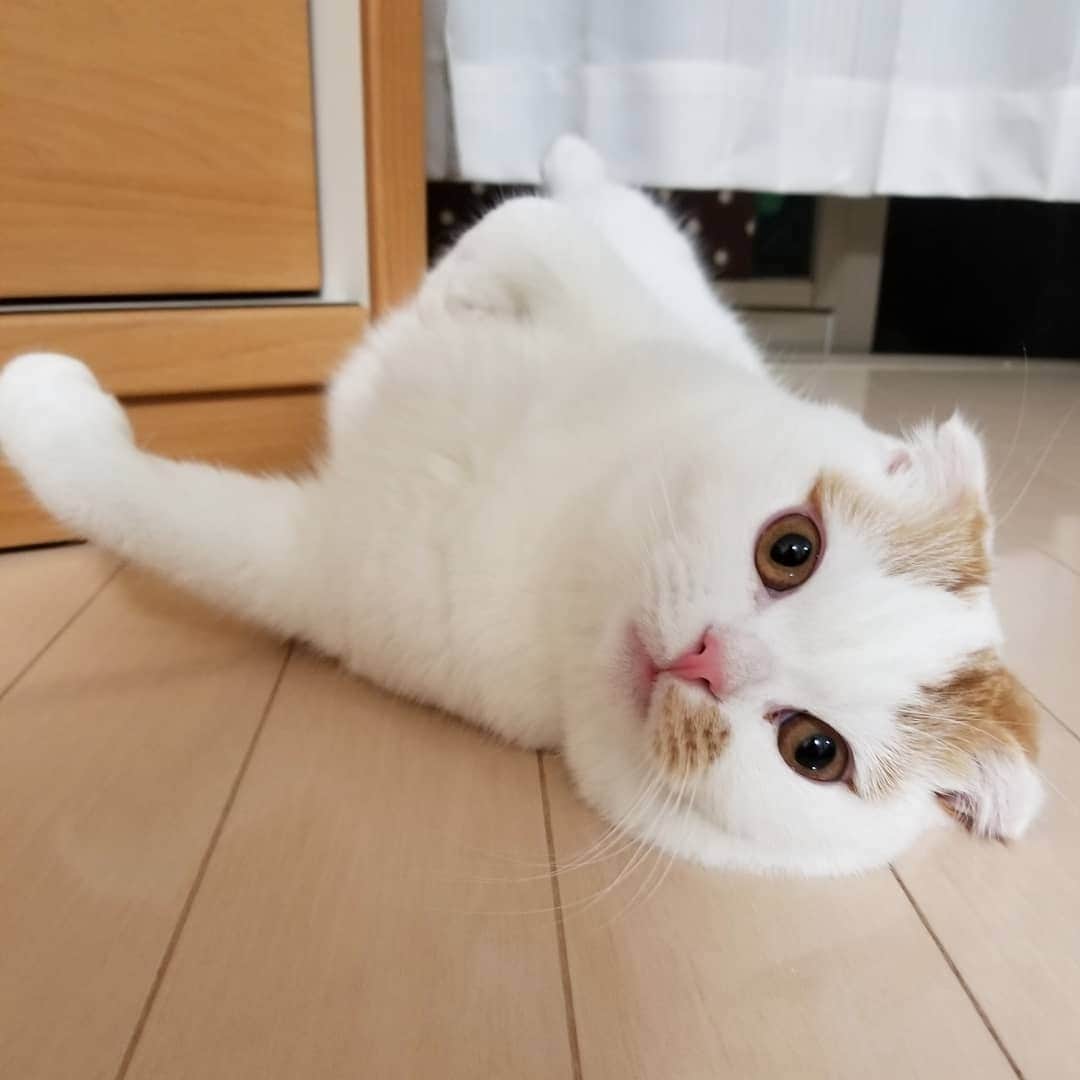 のインスタグラム：「今夜の桃太郎くん🍑です。いつもの位置でこっちを見ています…何かしてほしいことでも…何か要求でも…あるのでしょうか。こんな顔で見られたら…♥️😆 #スコティッシュフォールド #スコティッシュフォールド折れ耳 #桃太郎 #谷口キヨコ #きよぴー #ねこ #ねこすたぐらむ」