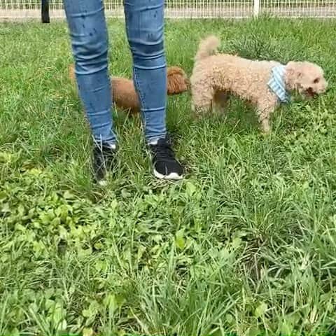 チャチャ丸のインスタグラム：「プードルの行進🐩 . . #トイプードル #行進 #toypoodle #イコール」