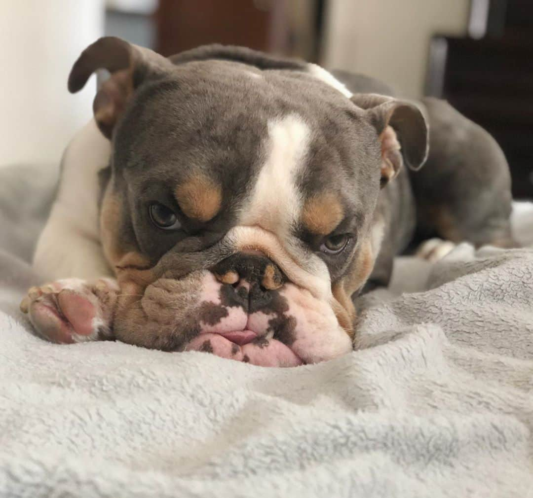 Bodhi & Butters & Bubbahのインスタグラム：「Sorry, but I don’t do cute before 7am 💁🏼‍♀️ . . . . . . #not #a #morning #puppy #sleep #for #days #goodmorning #sunshine #bulldog #cute #baby #dog #mom #life #smile #love #positivevibes #dogsofinstagram #bestoftheday」