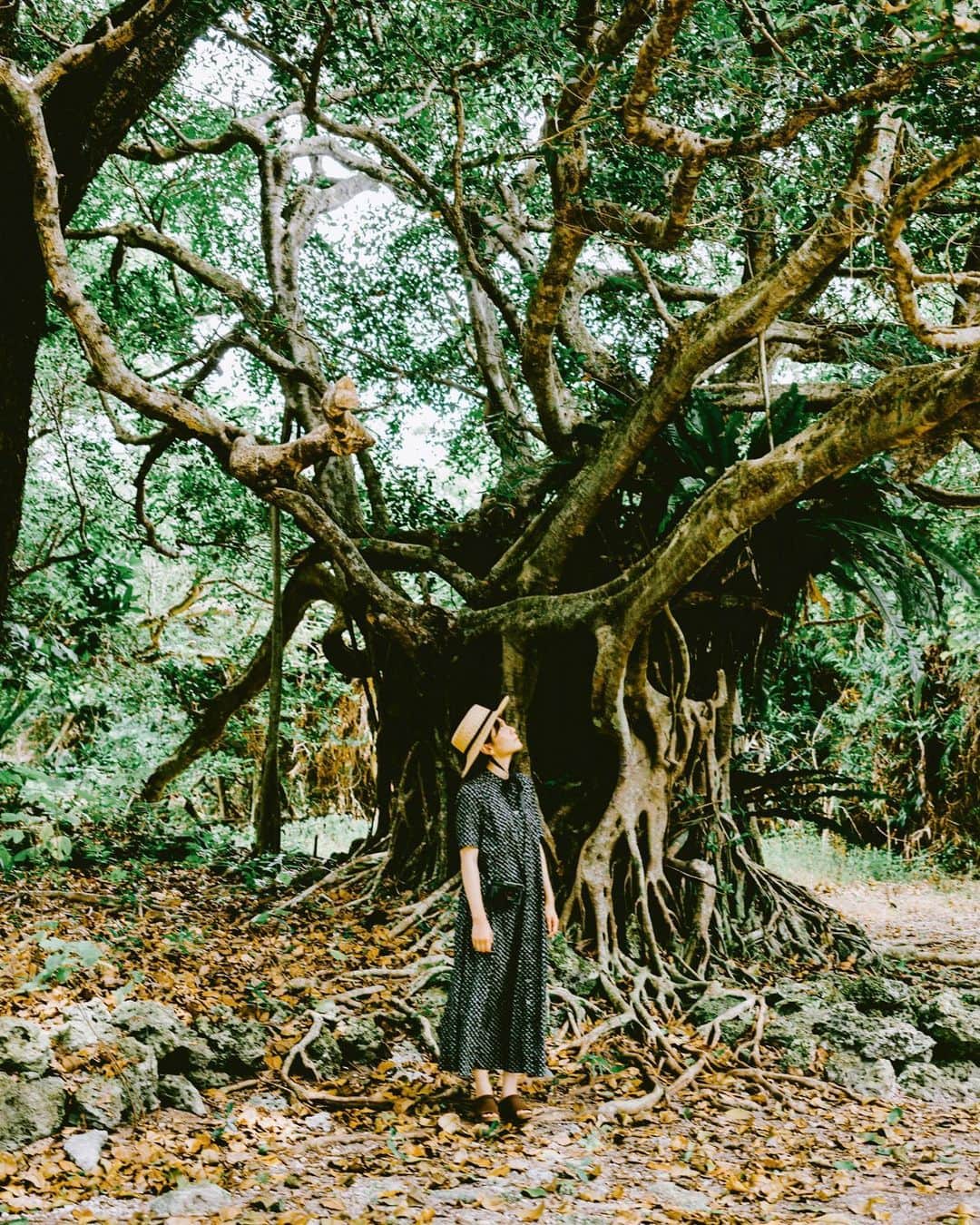 shinichi38のインスタグラム：「﻿ ﻿  Deep forest 🌳﻿」