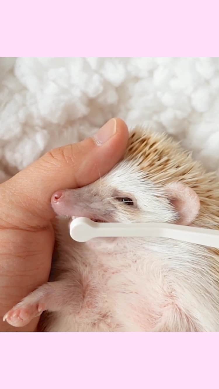 ダーシーのインスタグラム：「Brush your teeth🦷🎶✨ Matthew & Chopin」