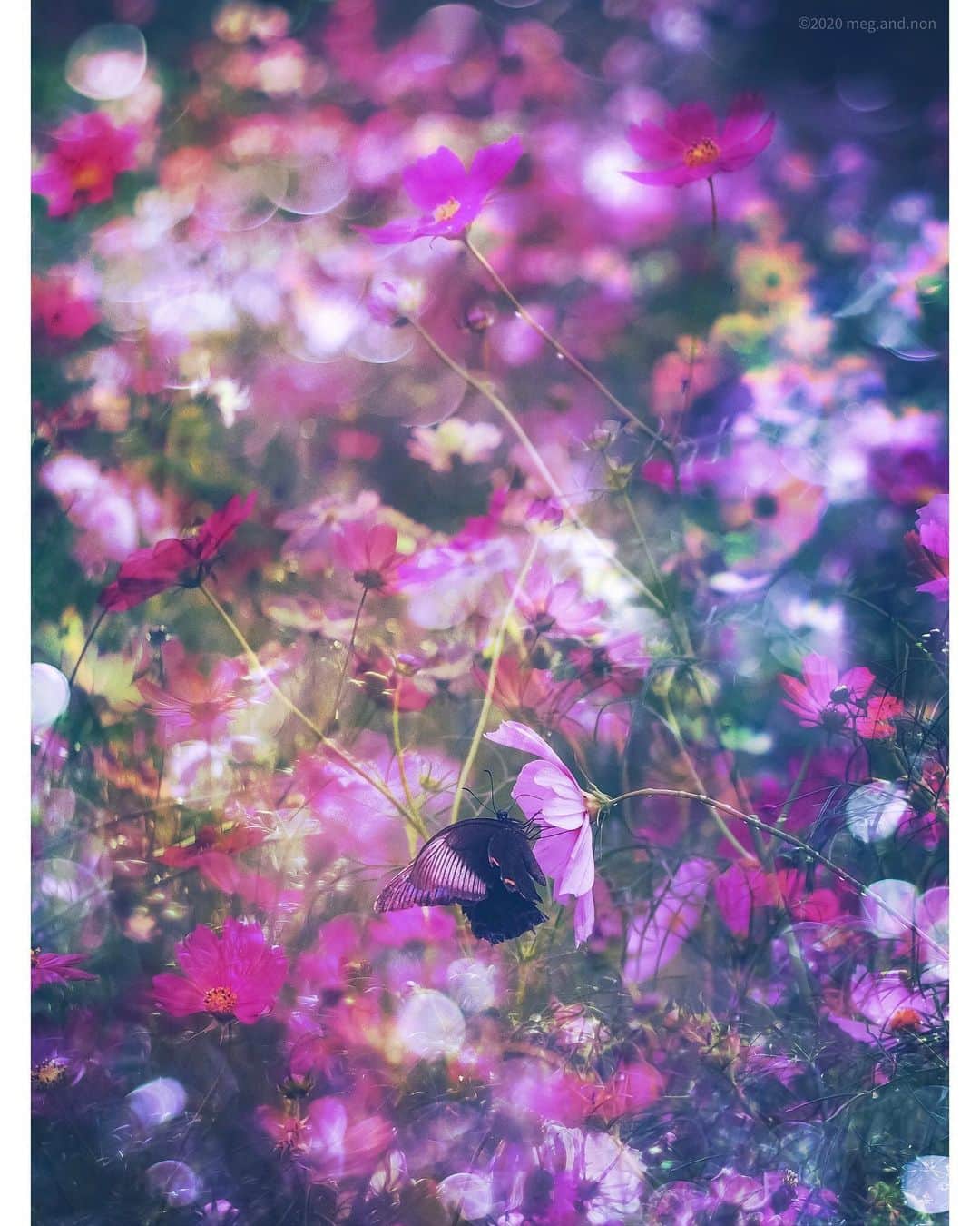 メグのん♡ A k i k oのインスタグラム：「♡Favorite song, gentle shadow, nostalgic dear best friend... . . . 近頃は 空を見る機会が多く 幸せである。 . 空はいい。 この夏からほぼ毎日、 空を撮っている。 . ずっと、こうだといいなぁと 心の底から思う。 . しかしながらそうもいかない。 大人というものは、 まあまあ、しんどい。 . . 今夜は満月。 満月の夜にお願い事をすると 叶うそうです。 . . . ♡」