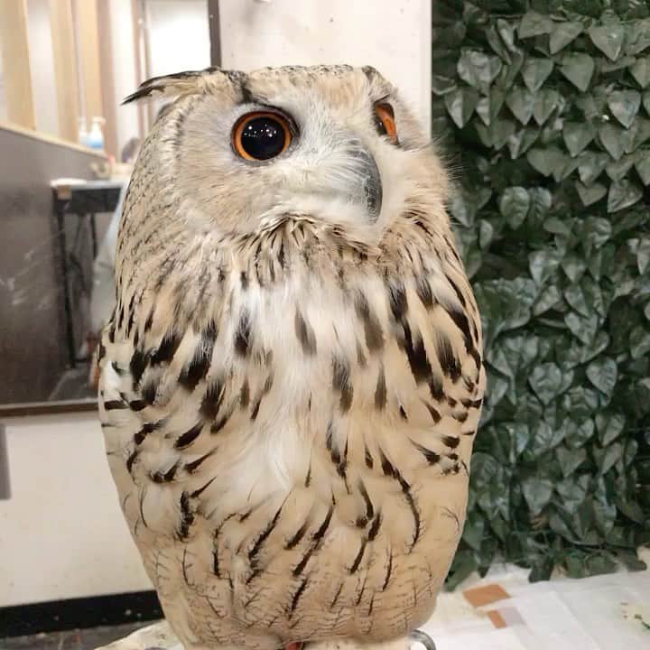 なかやまちえこのインスタグラム：「Owl🦉⠀ #ふくろう #ふくろうカフェ #owl #owlcafe」