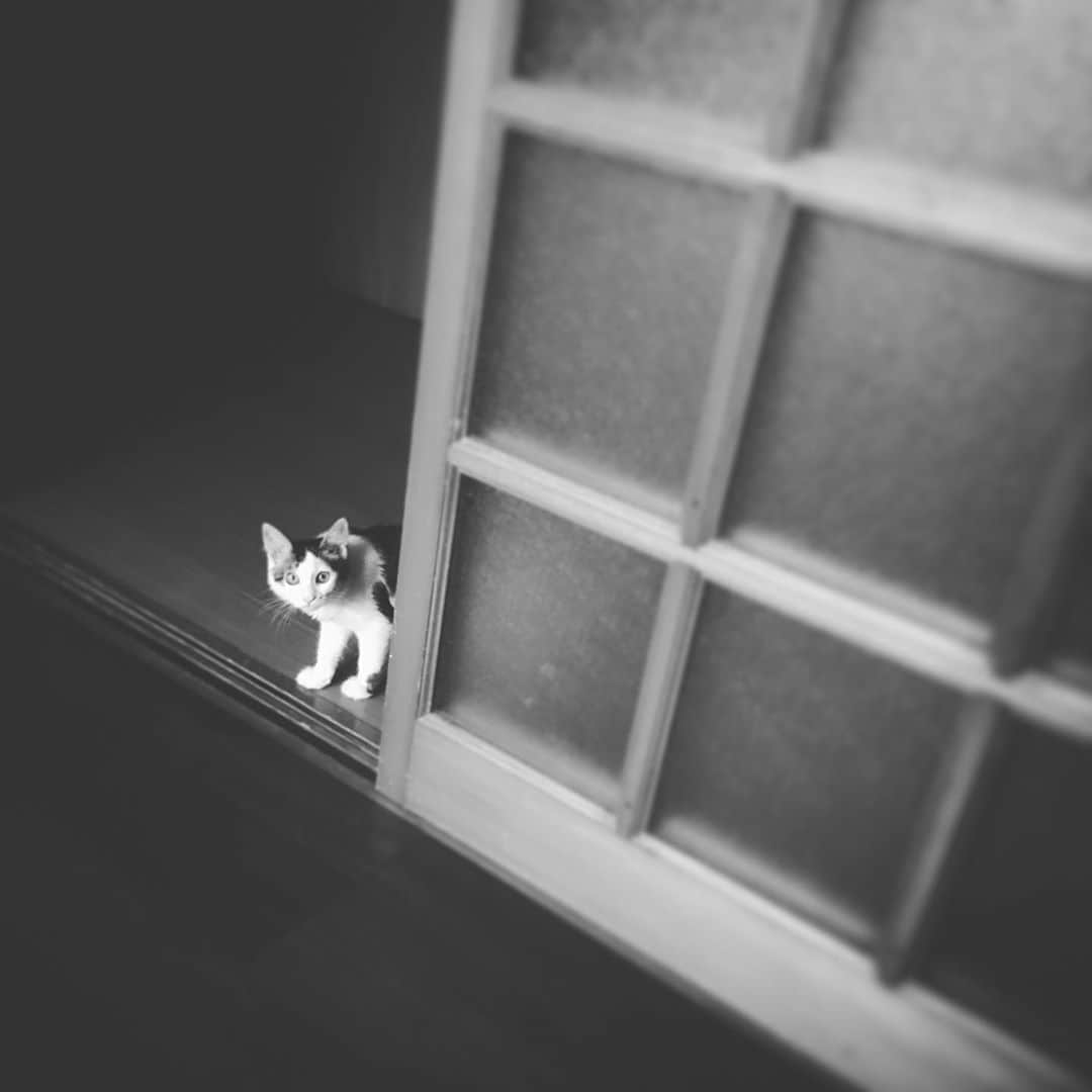 ナガイケジョーさんのインスタグラム写真 - (ナガイケジョーInstagram)「避けられてます。 #おりん #猫 #cat」9月3日 22時58分 - joenagaike