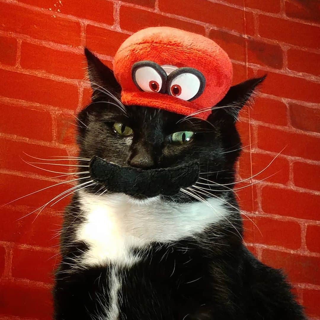 猫コスプレのインスタグラム